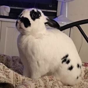 Meet your Posher, Patty